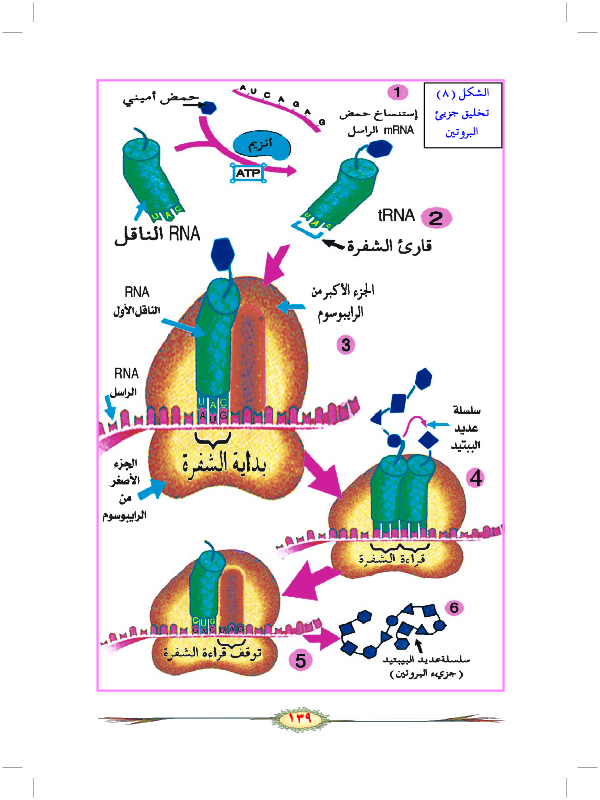 خطوات بناء البروتين