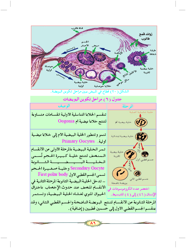 التكاثر الجنسي في الحيوانات