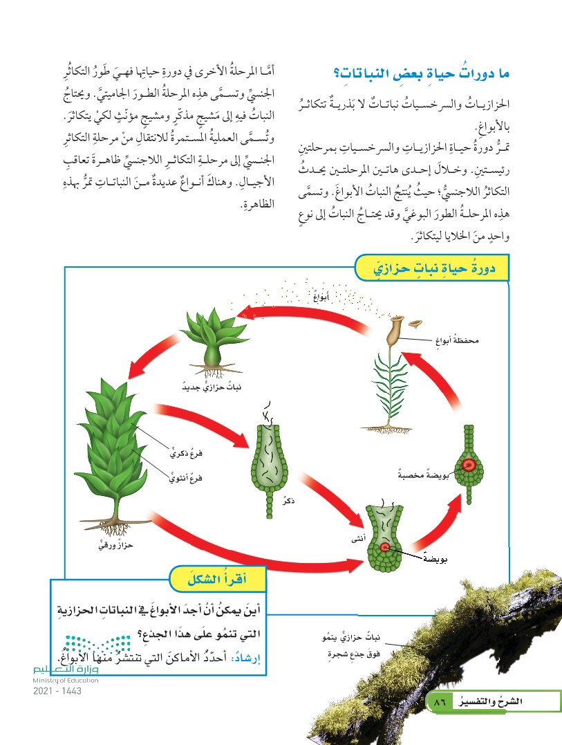 الدرس الأول: عمليات الحياة في النباتات