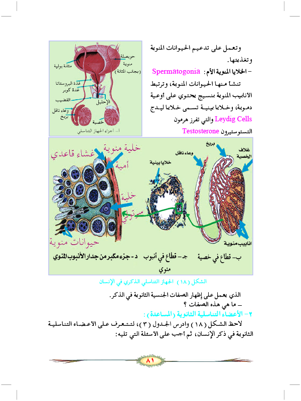 التكاثر الجنسي في الحيوانات