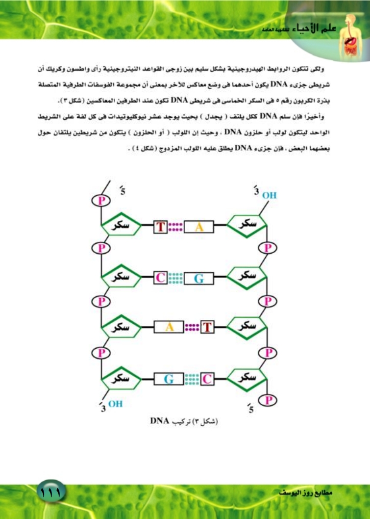 الحمض النووي DNA والمعلومات الوراثية