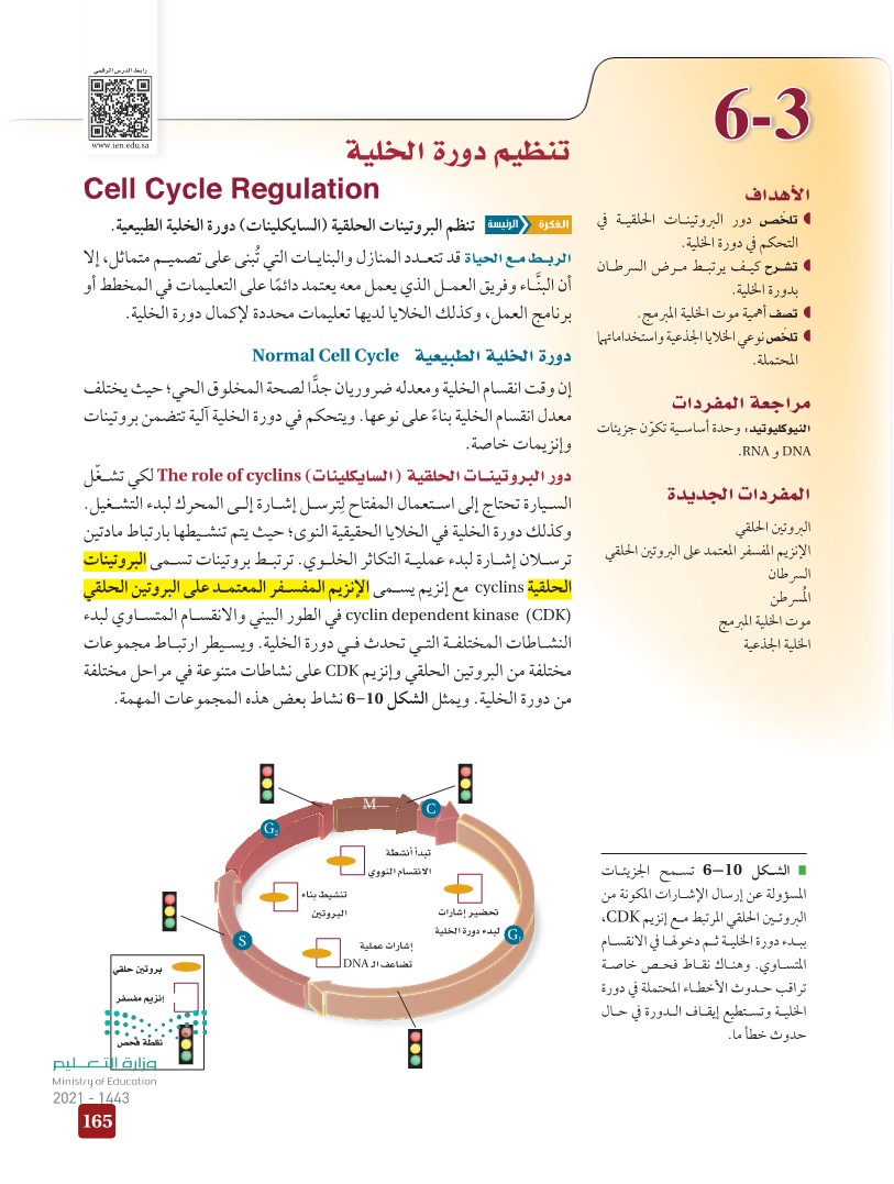 6-3 تنظيم دورة الخلية