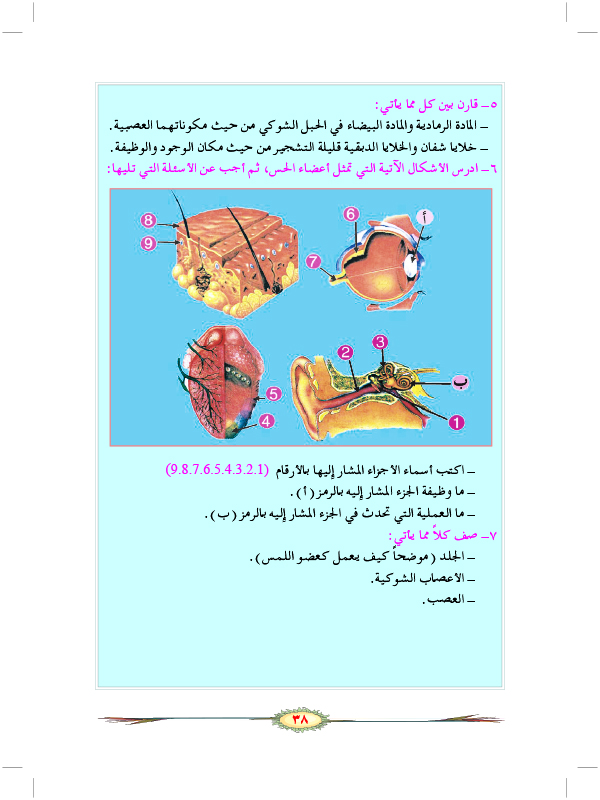 المستقبلات الآلية