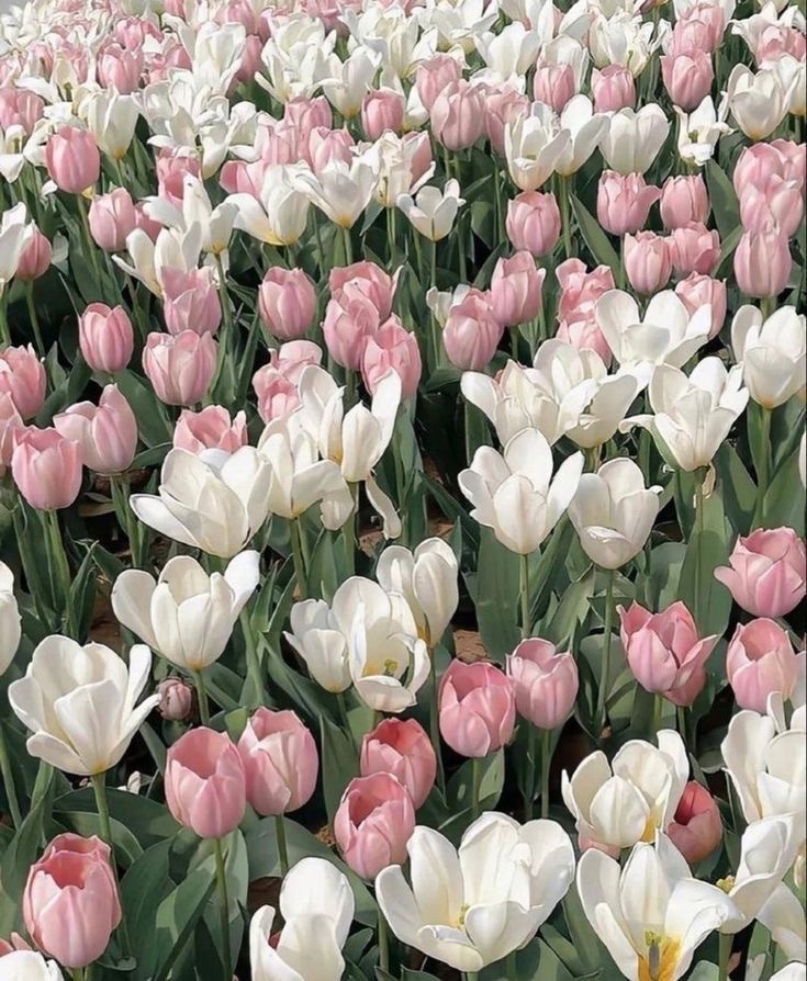 Lamar 🌷