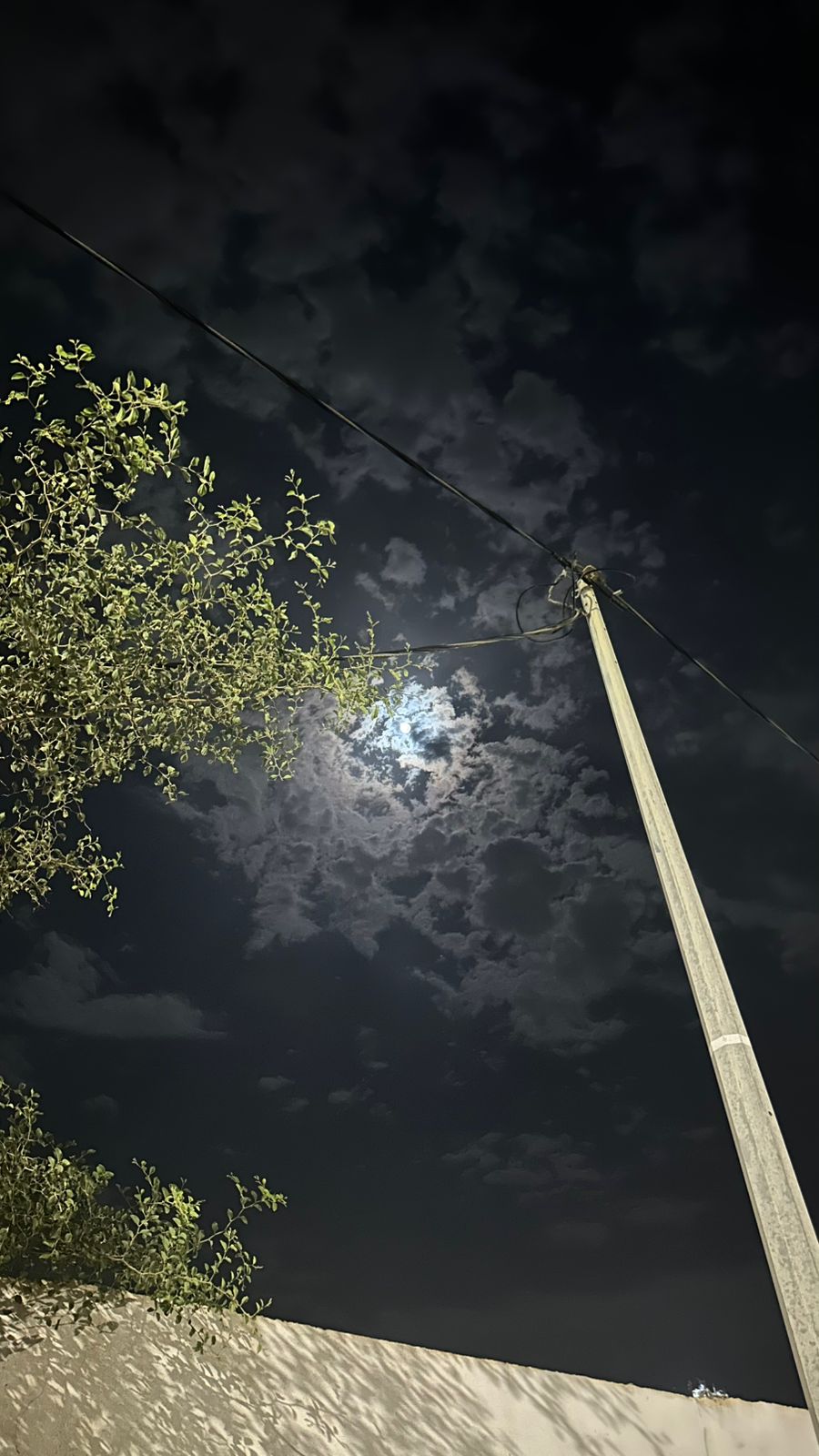 دنيا طوهري